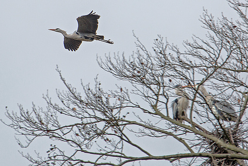20160303 0134VRAw [D~BI] Graureiher (Ardea cinerea), Tierpark Olderdissen, Bielefeld