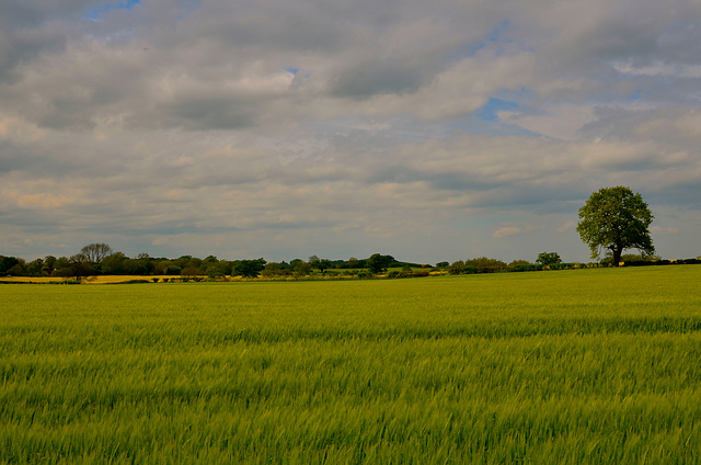 Gnosall fields