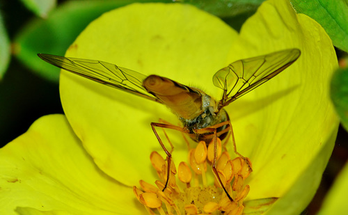 Hoverfly