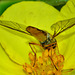 Hoverfly