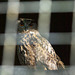 European Eagle Owl - Bubo bubo