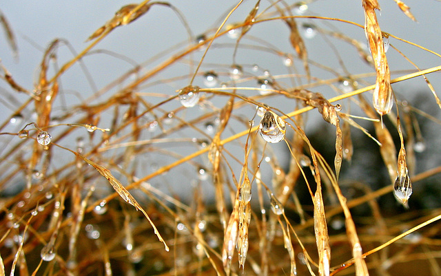 Liquid Diamonds on Golden Grass