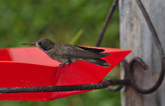 HummingbirdEF7A8863