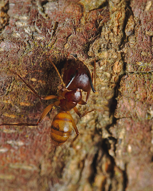 Ant IMG_2505