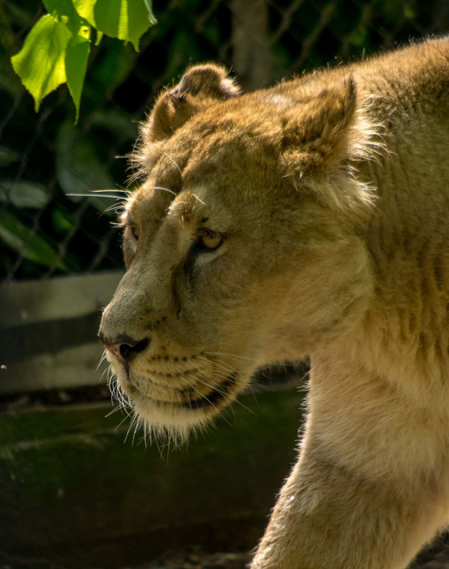 Lioness pacing