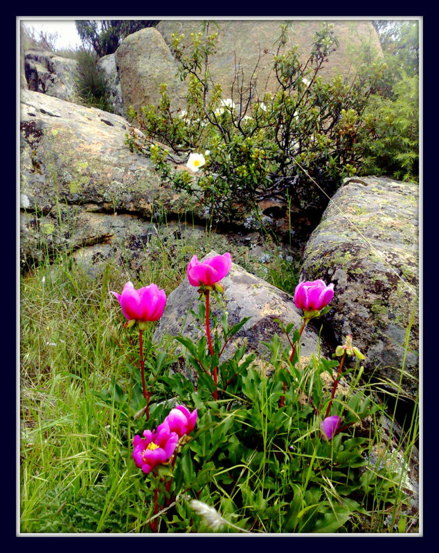 Peonies, cistus and granite, for Marie-Claire.