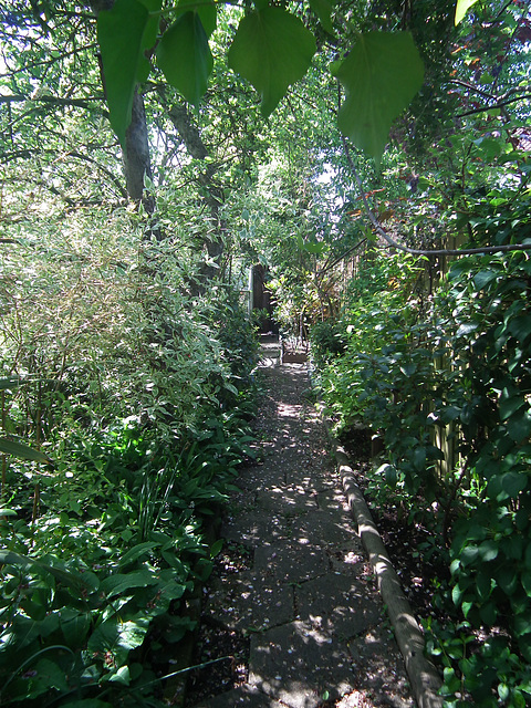 Dappled Back Path leading to greenhouse