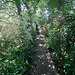 Dappled Back Path leading to greenhouse