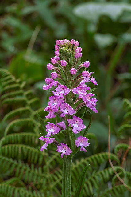 Platanthera psycodes (Small Purple Fringed orchid)