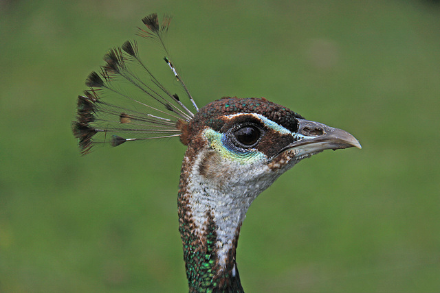 Peahen