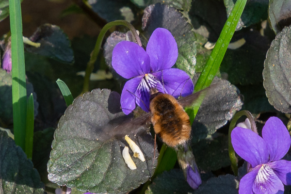 Common Carder Bee-DSZ1625