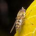 IMG 9993 Hoverflyv2