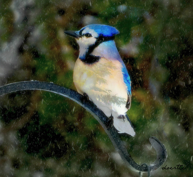 Blue jays are our winter birds.