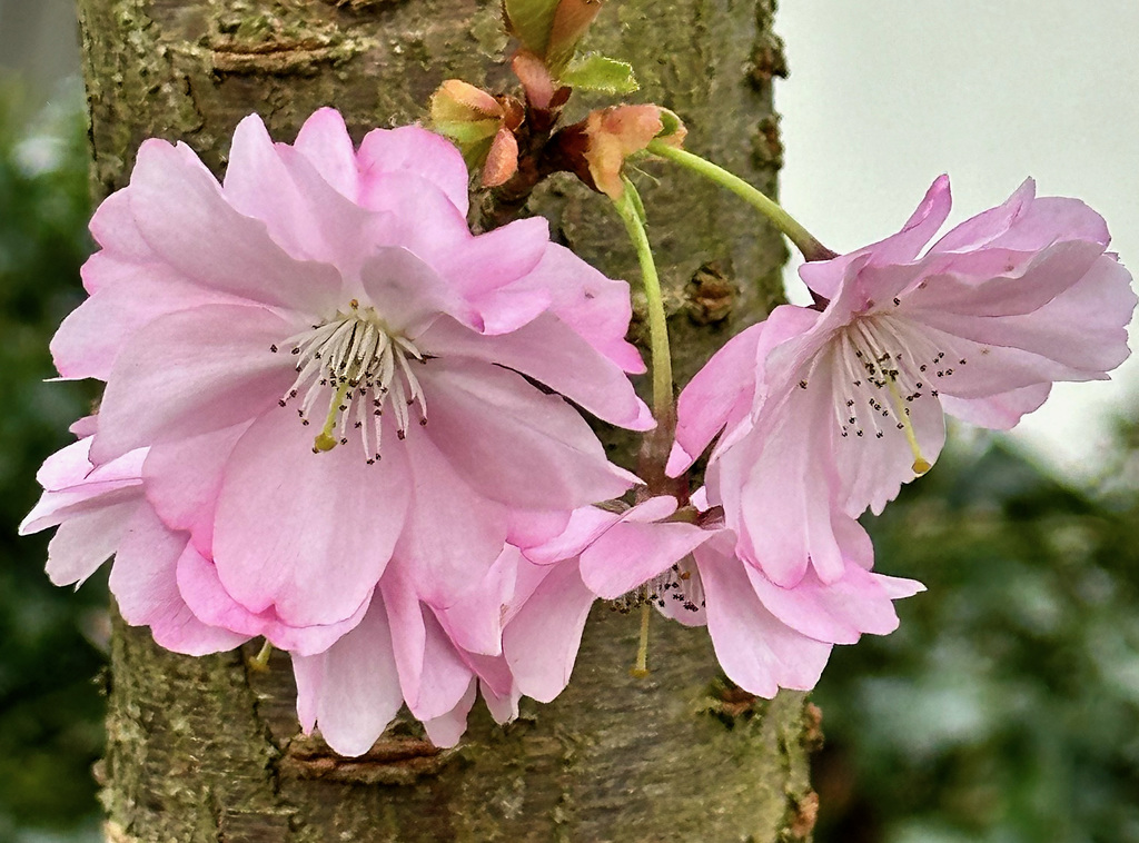 Frühling