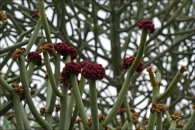 Euphorbia kamponii, Penedos