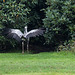 20140926 5406VRAw [D~SFA] Andenkondor, Vogelpark, Walsrode
