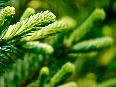 Noble Fir