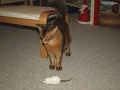 Rags and the white mouse, 1