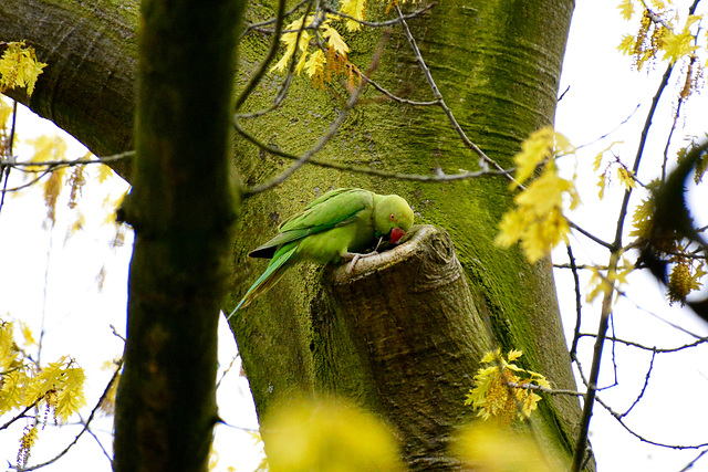 Rose-ringed parakeet