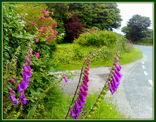 Cornish foxgloves waiting for a lift.