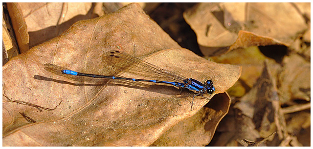 Damselfly IMG_2507