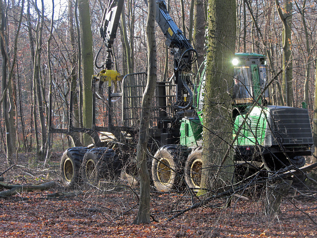 Holzernte im Mutterstadter Wald