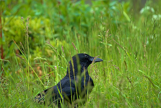 Crow In The Rain!!