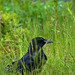 Crow In The Rain!!