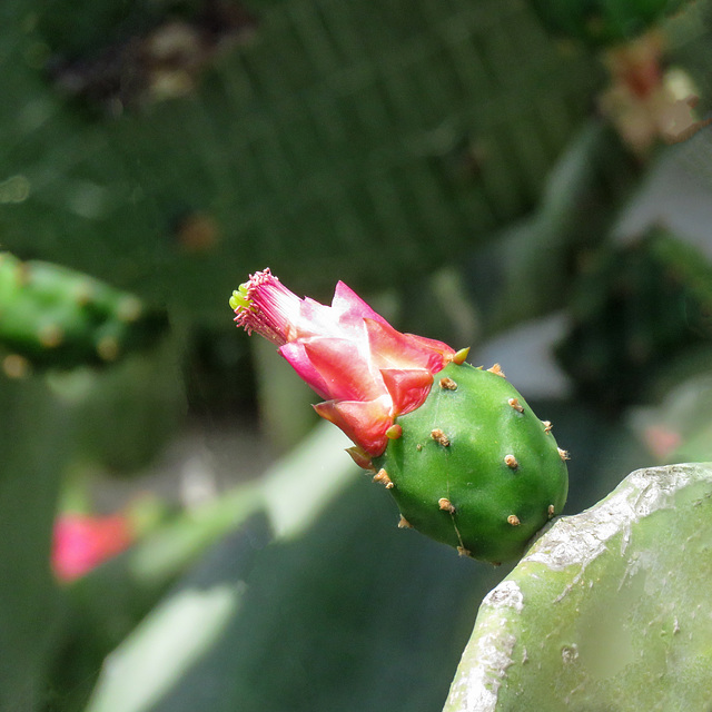 Day 4, cactus bud, Bishop City Park