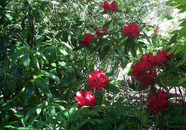 Red Rhodedendron which is halfway down on the left of the path!