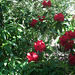 Red Rhodedendron which is halfway down on the left of the path!