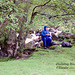 Hallinhag Wood, Ullswater (Scan from May 1993)