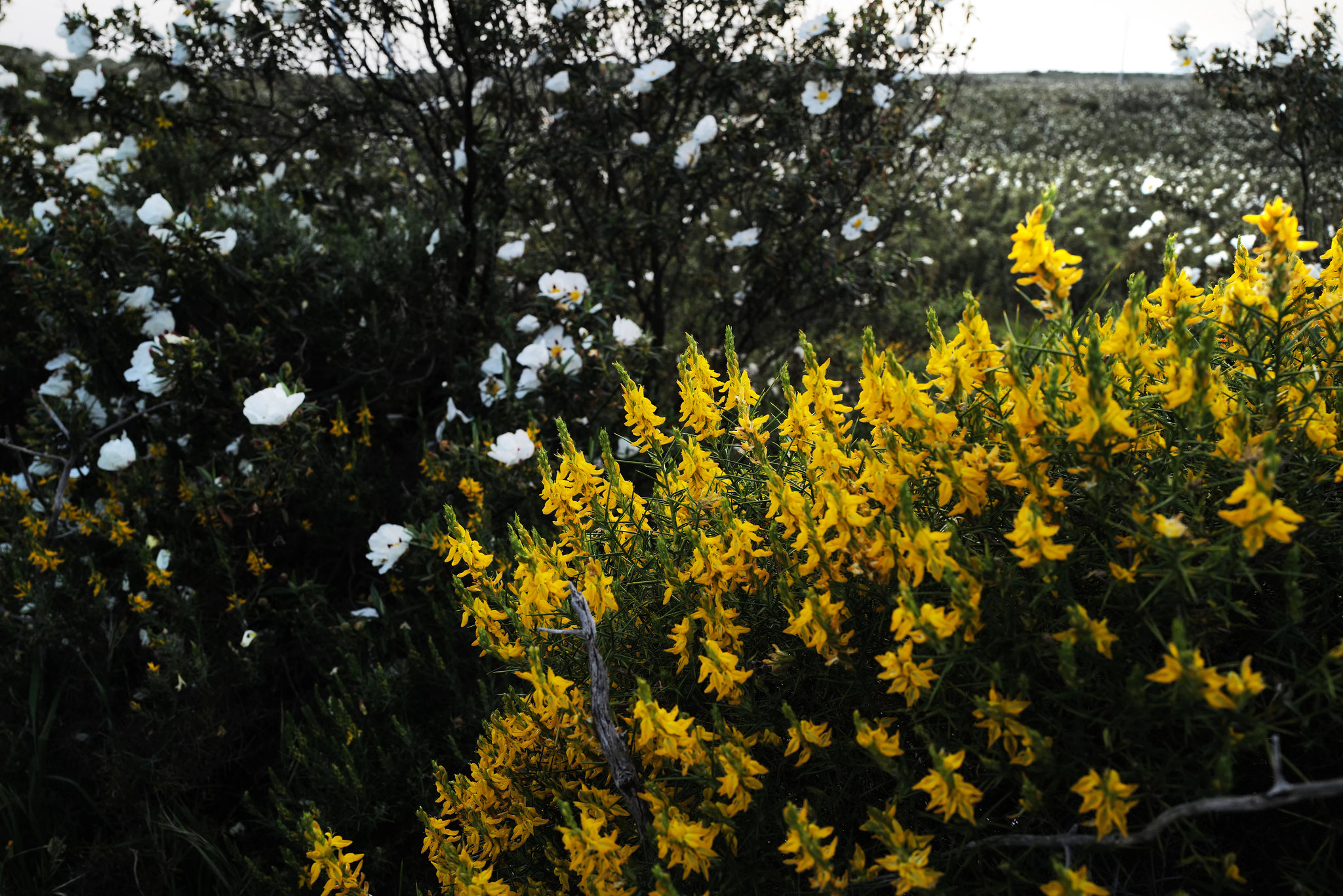 Genista hirsuta subsp. hirsuta ssp. algarbiensis, Fabales