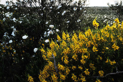 Genista hirsuta subsp. hirsuta ssp. algarbiensis, Fabales
