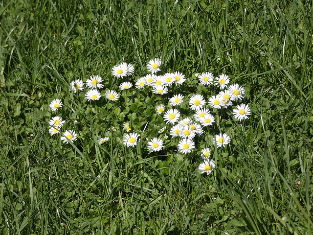 Gänseblümchen