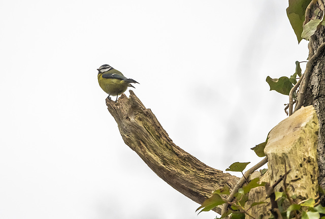 Blue tit