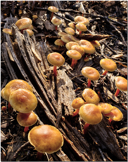 Autumn Fungi