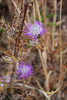 Galactites tomentosus, Penedos