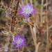 Galactites tomentosus, Penedos