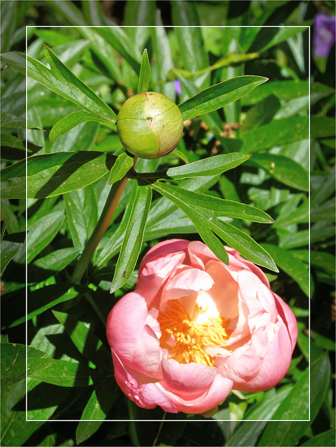 Peony 12