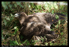 Buse variable DSC01435