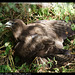 Buse variable DSC01435