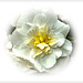Begonia