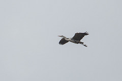 20160303 0135VRAw [D~BI] Graureiher (Ardea cinerea), Tierpark Olderdissen, Bielefeld