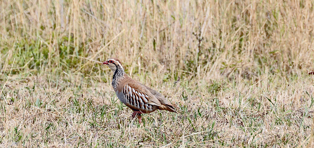Perdrix rouge, ile de Ré