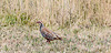 Perdrix rouge, ile de Ré