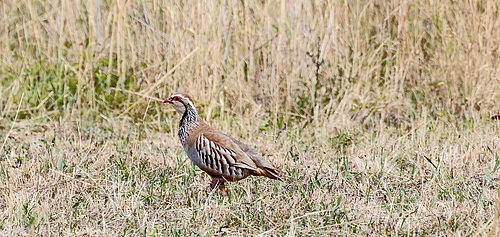 Perdrix rouge, ile de Ré