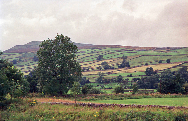 Looking towards Calver Hill (487m) from near Reeth. (Aug 1993, scan)