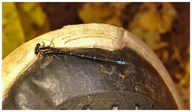 Damselfly IMG_2530