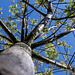 Baum vorm Fenster: Perspektivwechsel